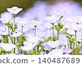 開花在春天花床上的 Nemophila 藍色花 140487689