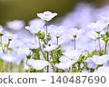 開花在春天花床上的 Nemophila 藍色花 140487690