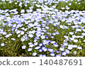 開花在春天花床上的 Nemophila 藍色花 140487691