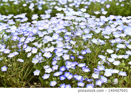 開花在春天花床上的 Nemophila 藍色花 開花在春天花床上的 Nemophila 藍色花 140487691