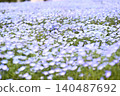 開花在春天花床上的 Nemophila 藍色花 140487692