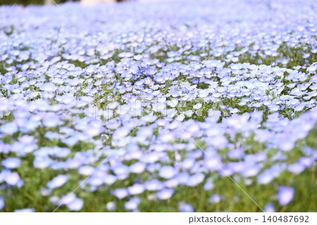 開花在春天花床上的 Nemophila 藍色花 開花在春天花床上的 Nemophila 藍色花 140487692