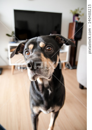 A black and brown dog is standing in front of a television A black and brown dog is standing in front of a television 140488215