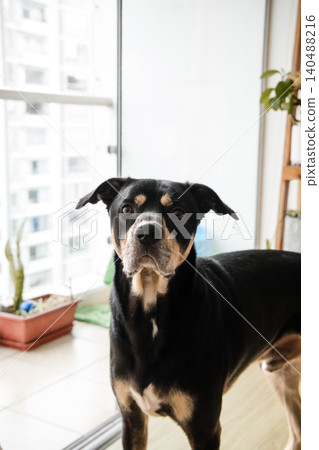 A black and brown dog is standing in front of a window A black and brown dog is standing in front of a window 140488216