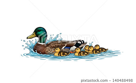 Vsai mallard duck leading ducklings swimming in water Vsai mallard duck leading ducklings swimming in water 140488498