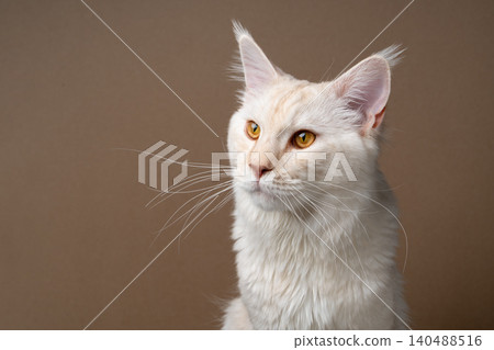 cream colored maine coon cat studio portrait 140488516