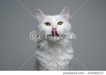 fluffy white longhair cat on white studio background fluffy white longhair cat on white studio background 140488517