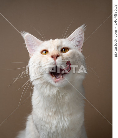 hungry maine coon cat licking mouth hungry maine coon cat licking mouth 140488518
