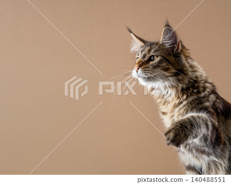 side view of curious tabby maine coon cat side view of curious tabby maine coon cat 140488551