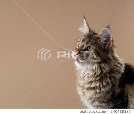 hungry tabby maine coon cat portrait 140488585