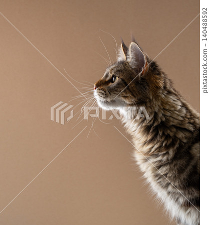 side view of curious tabby maine coon cat side view of curious tabby maine coon cat 140488592