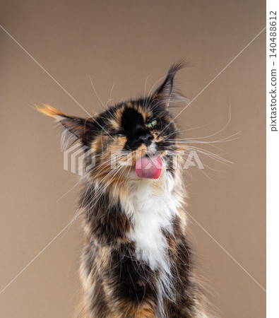 calico cat grooming fur making funny face calico cat grooming fur making funny face 140488612