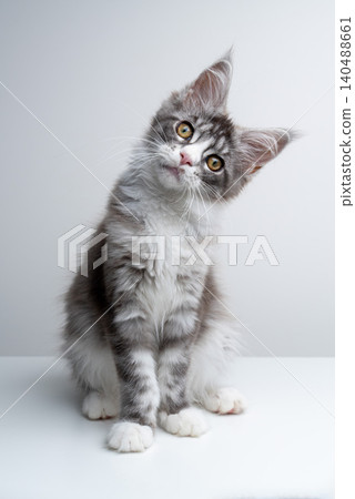 curious maine coon kitten head tilt portrait curious maine coon kitten head tilt portrait 140488661
