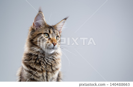 tabby maine coon kitten on white background portrait tabby maine coon kitten on white background portrait 140488663