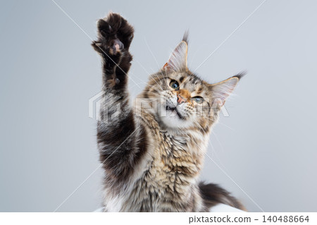 playful tabby maine coon kitten on white background playful tabby maine coon kitten on white background 140488664