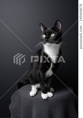 sitting tuxedo cat portrait on black background sitting tuxedo cat portrait on black background 140488678