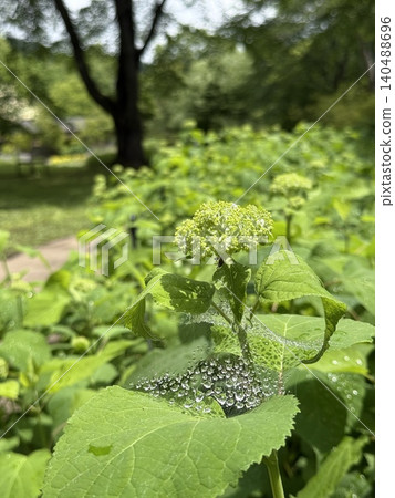 Annabelle hydrangea buds and water droplets on a spiderweb at Nakanojo Gardens in early summer. Annabelle hydrangea buds and water droplets on a spiderweb at Nakanojo Gardens in early summer. 140488696