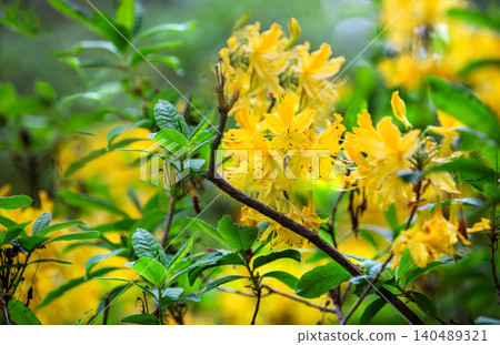 Yellow Rhododendron (azalea) blossoms in London May Yellow Rhododendron (azalea) blossoms in London May 140489321