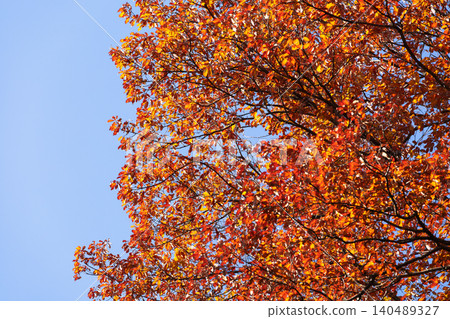 Leaves of trees that have turned red with autumn colors 140489327