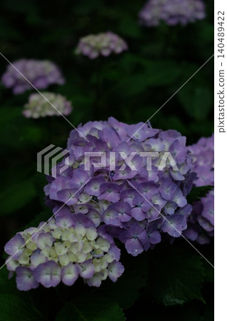 陰天裡盛開的紫色繡球花 陰天裡盛開的紫色繡球花 140489422
