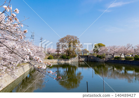 A landscape with cherry blossoms (April, sunny) A landscape with cherry blossoms (April, sunny) 140489427