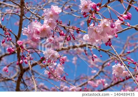 A landscape with cherry blossoms (April, sunny) A landscape with cherry blossoms (April, sunny) 140489435
