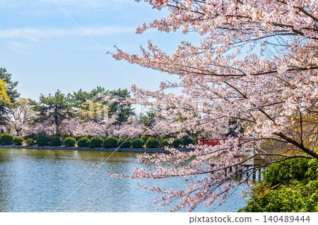 A landscape with cherry blossoms (April, sunny) 140489444