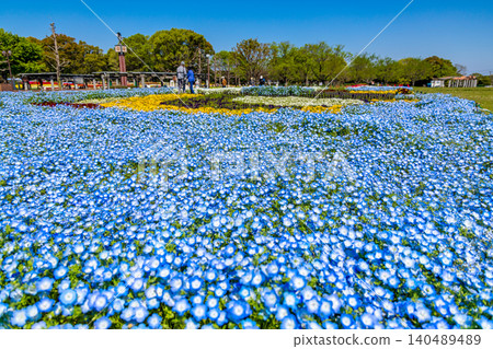 A park overflowing with blooming tulips (April, sunny) 140489489