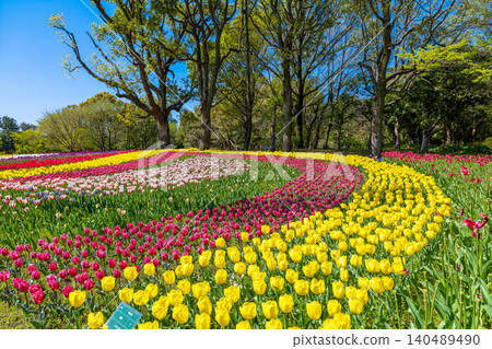 A park overflowing with blooming tulips (April, sunny) A park overflowing with blooming tulips (April, sunny) 140489490