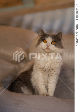 Inquisitive adult village cat on farm. Cute cat plays in the yard. Inquisitive adult village cat on farm. Cute cat plays in the yard. 140489526