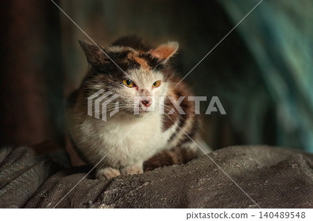 Painful street cat with scratches and injuries on the head in the streets. Caring for street animals. Painful street cat with scratches and injuries on the head in the streets. Caring for street animals. 140489548