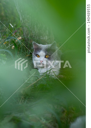 Letting cat outside for the a first time. Introduce cat to outside. Letting cat outside for the a first time. Introduce cat to outside. 140489555