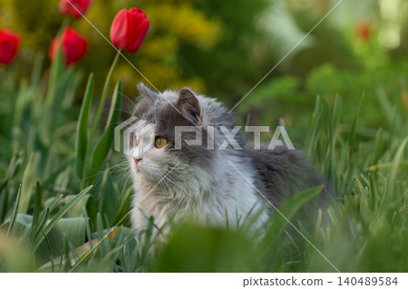 Outdoor cats and outdoor life. Best habitat for pet cat on fresh air. Creating a safe garden for walking pets. Outdoor cats and outdoor life. Best habitat for pet cat on fresh air. Creating a safe garden for walking pets. 140489584