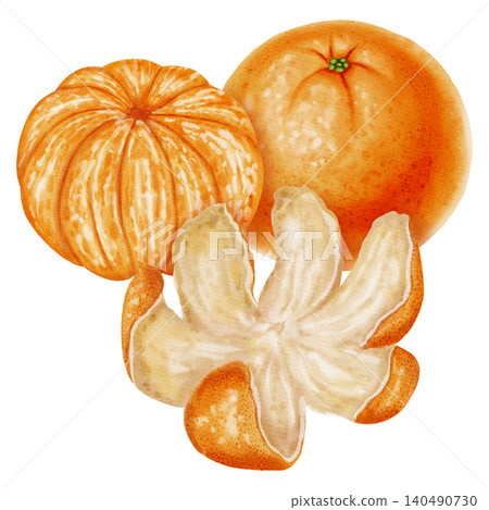 Composition of tangerines. Watercolor illustration of peeled and unpeeled mandarins with zest. Citrus fruit. Perfect for New Year designs, packaging, menus, branding, and food design Composition of tangerines. Watercolor illustration of peeled and unpeeled mandarins with zest. Citrus fruit. Perfect for New Year designs, packaging, menus, branding, and food design 140490730