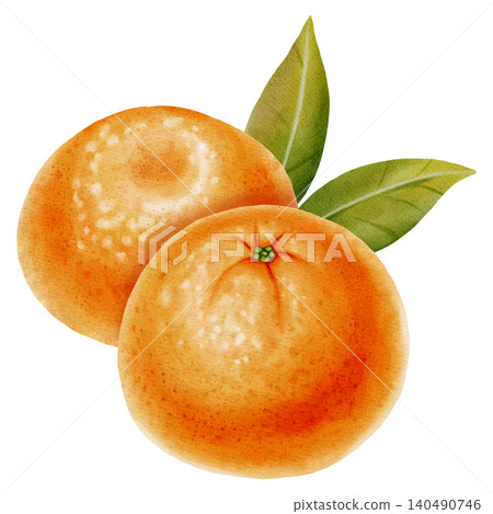 Composition of fresh mandarins. Hand drawn watercolor painting of a tangerine with green leaves. Citrus illustrations for New Year designs, packaging, menus, branding, and food product design Composition of fresh mandarins. Hand drawn watercolor painting of a tangerine with green leaves. Citrus illustrations for New Year designs, packaging, menus, branding, and food product design 140490746
