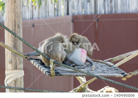 Two Hamadryas Baboons searching for insects on another Baboon Two Hamadryas Baboons searching for insects on another Baboon 140490806