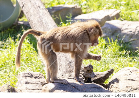 A Hamadryas Baboon eating food on a rock in the sunshine A Hamadryas Baboon eating food on a rock in the sunshine 140490811