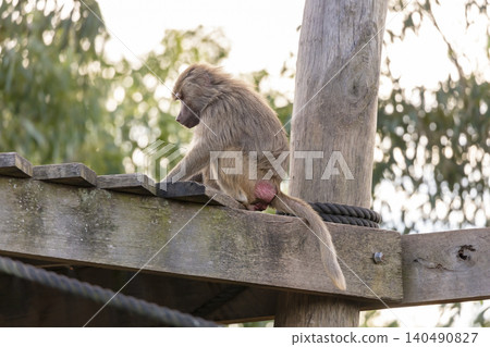 A Hamadryas Baboon sitting and relaxing in the sunshine A Hamadryas Baboon sitting and relaxing in the sunshine 140490827