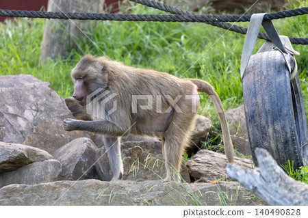 A Hamadryas Baboon walking around in the sunshine looking for food A Hamadryas Baboon walking around in the sunshine looking for food 140490828