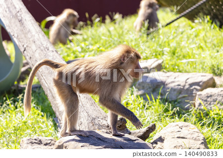 A Hamadryas Baboon walking around in the sunshine looking for food A Hamadryas Baboon walking around in the sunshine looking for food 140490833
