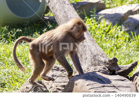 A Hamadryas Baboon walking around in the sunshine looking for food A Hamadryas Baboon walking around in the sunshine looking for food 140490839