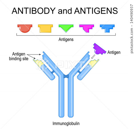 Antibody and antigen specificity. Lock and key binding mechanism for immune response. Antibody and antigen specificity. Lock and key binding mechanism for immune response. 140490937