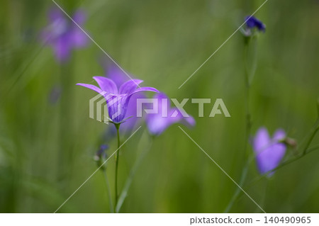 Campanula patula wildflower in a summer field. Campanula patula wildflower in a summer field. 140490965