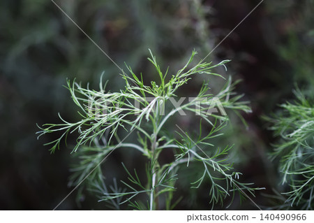 Anethum graveolens or dill plant growing with delicate feathery green leaves in a garden setting. Anethum graveolens or dill plant growing with delicate feathery green leaves in a garden setting. 140490966