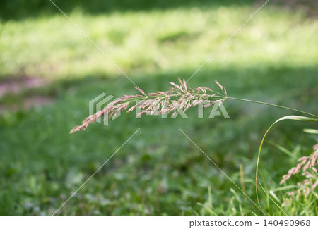 Calamagrostis acutiflora ornamental grass glowing in sunlight with soft feathery seedheads. Calamagrostis acutiflora ornamental grass glowing in sunlight with soft feathery seedheads. 140490968