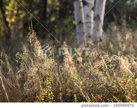 Sunlit grove of Betula pendula or birch tree creating a peaceful forest atmosphere with dappled light. Sunlit grove of Betula pendula or birch tree creating a peaceful forest atmosphere with dappled light. 140490978