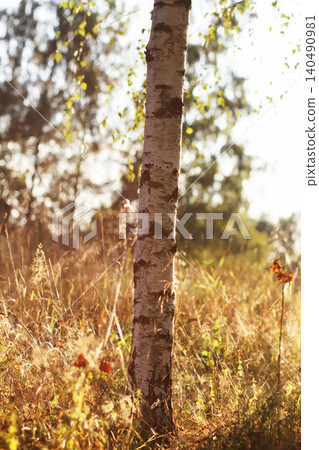 Close view of Betula pendula trunks glowing in warm natural sunlight in a woodland setting. Birch trees. Close view of Betula pendula trunks glowing in warm natural sunlight in a woodland setting. Birch trees. 140490981