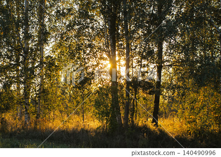 Serene landscape of Betula pendula trees illuminated by golden morning light. 140490996