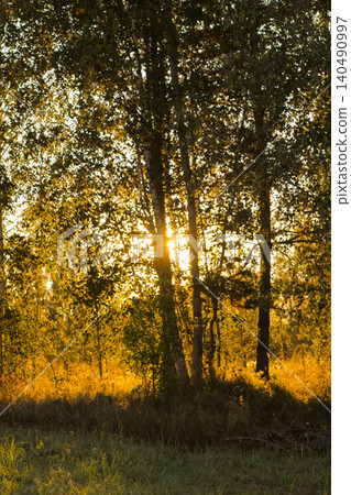 Serene landscape of Betula pendula trees illuminated by golden morning light. 140490997