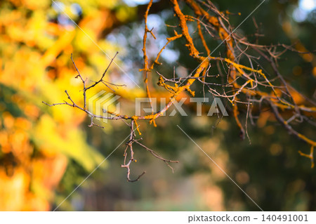 Close-up of Robinia pseudoacacia tree dry branch. 140491001